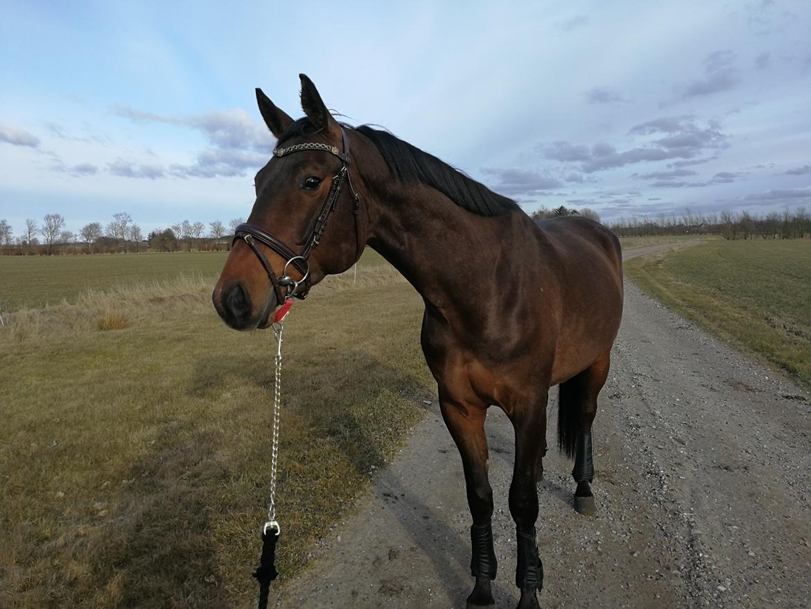Trakehner Løvegårdens Mads Wito  billede 3