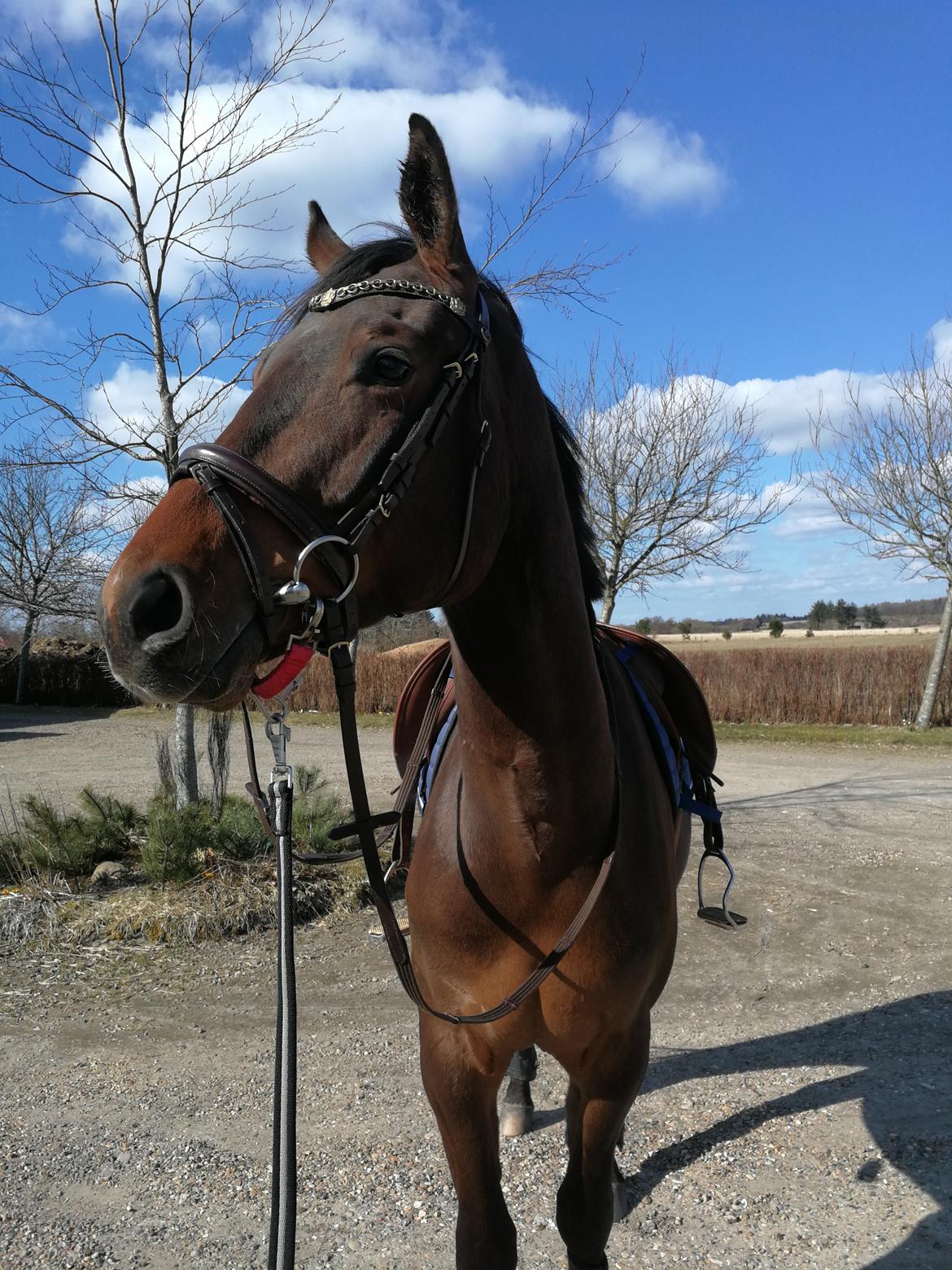 Trakehner Løvegårdens Mads Wito  billede 2