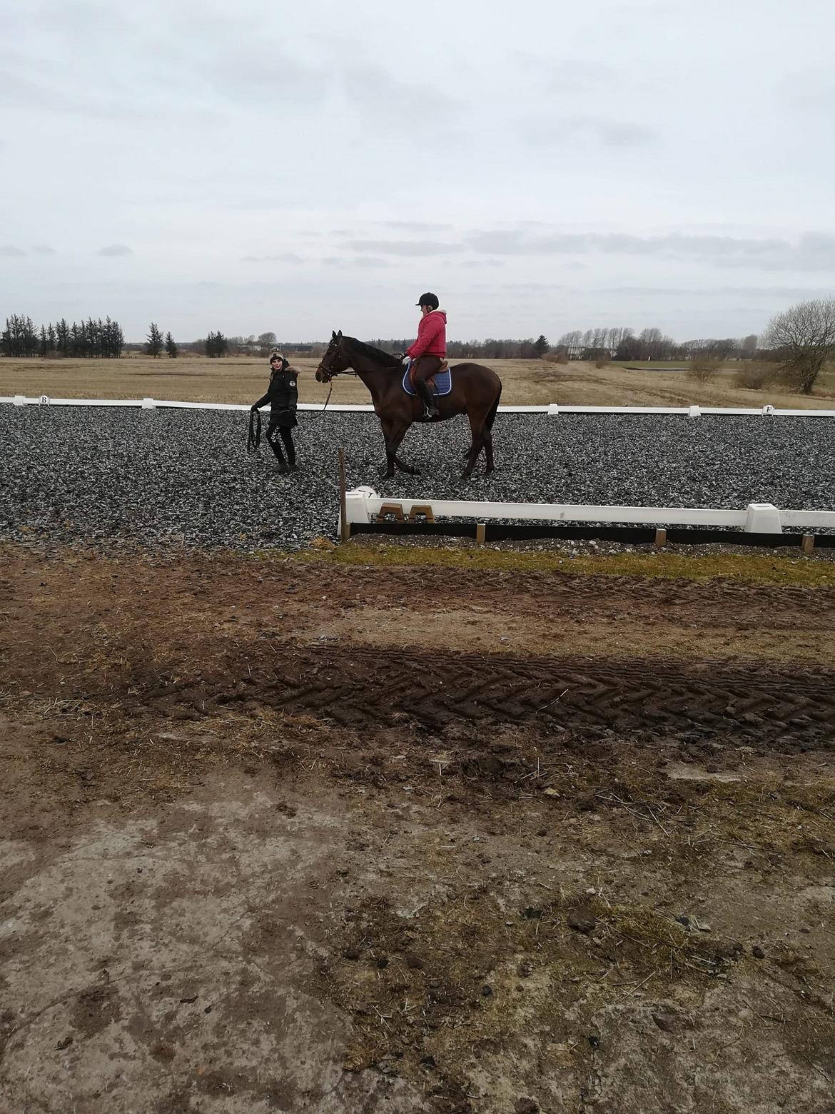 Trakehner Løvegårdens Mads Wito  billede 5