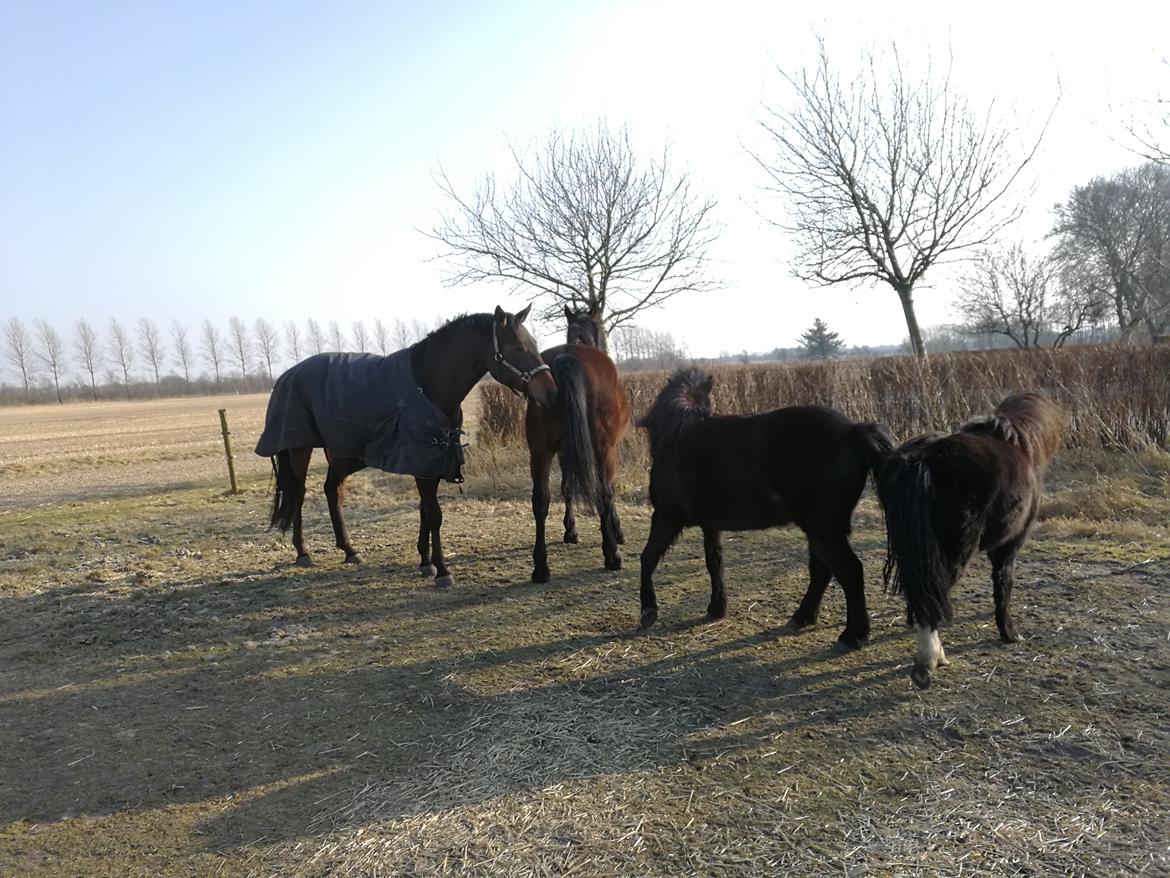 Trakehner Løvegårdens Mads Wito  billede 6