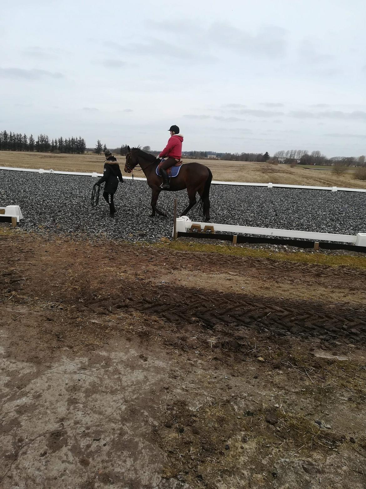 Trakehner Løvegårdens Mads Wito  billede 4