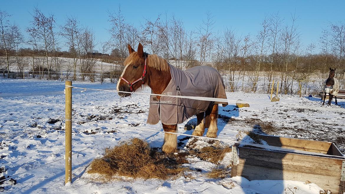 Jyde Helena billede 16