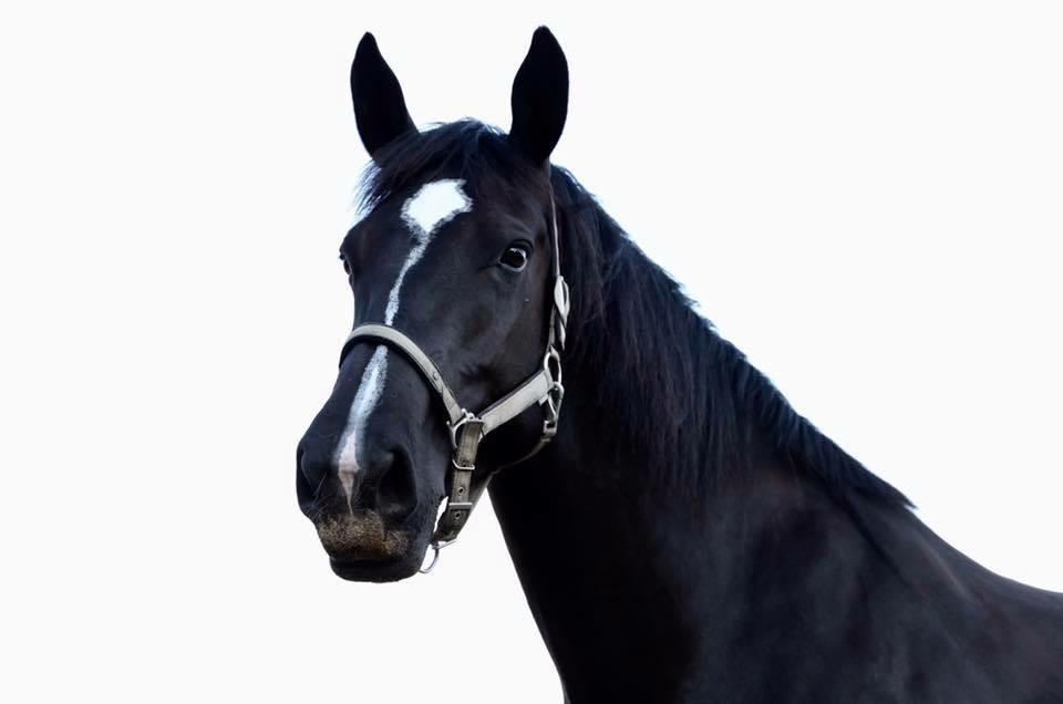 Oldenborg Oline Hedegaard billede 2