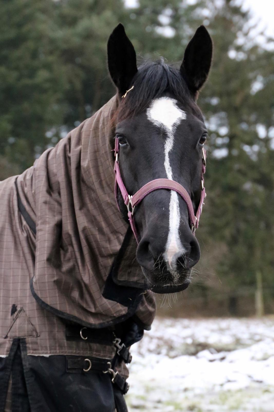 Oldenborg Oline Hedegaard billede 3