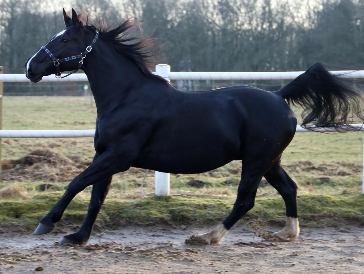 Oldenborg Oline Hedegaard billede 5