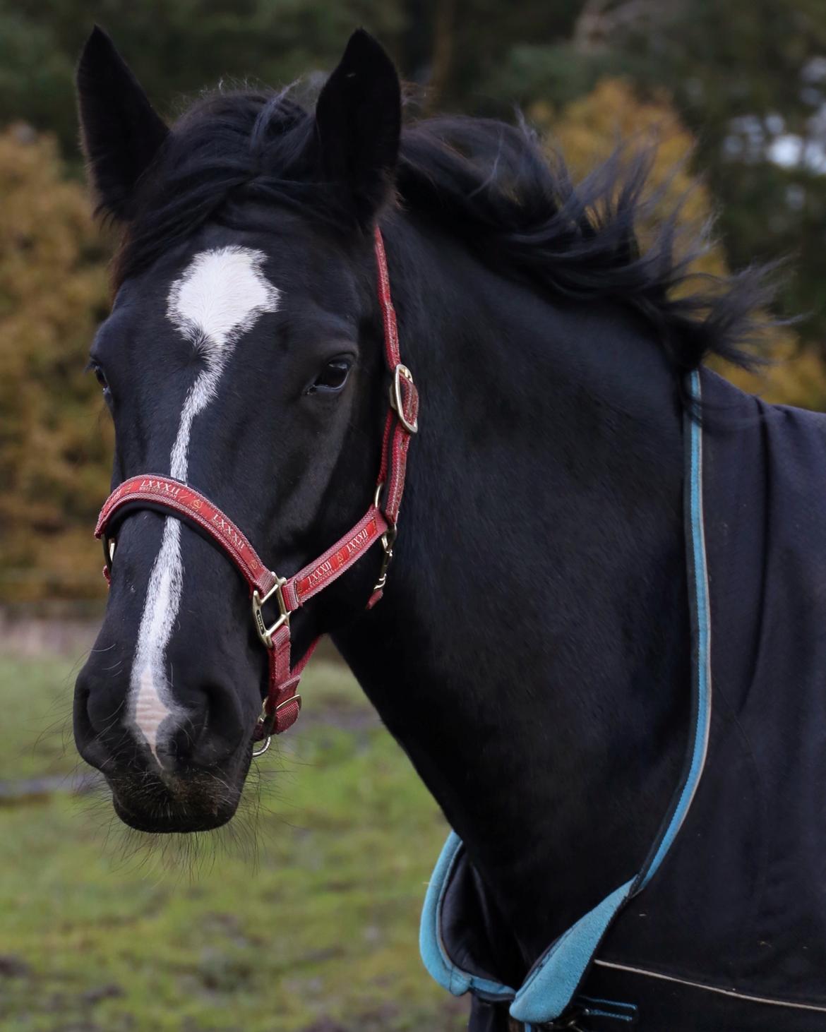 Oldenborg Oline Hedegaard billede 1