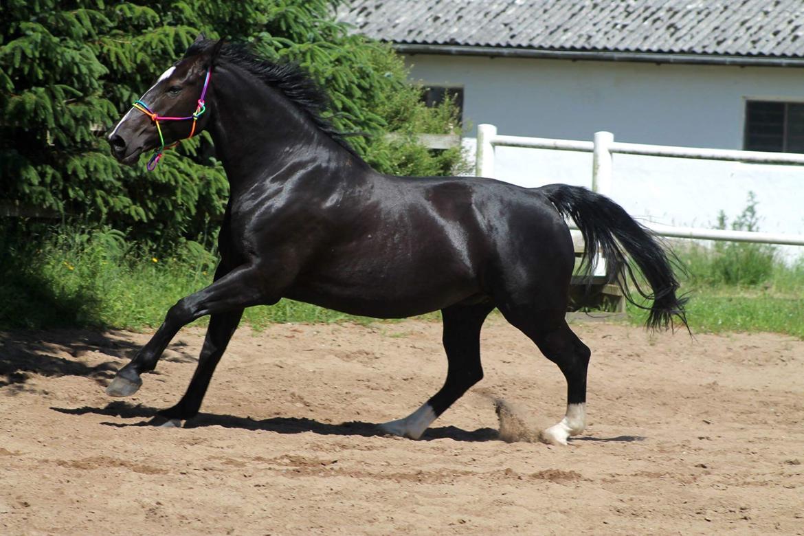 Oldenborg Oline Hedegaard billede 6