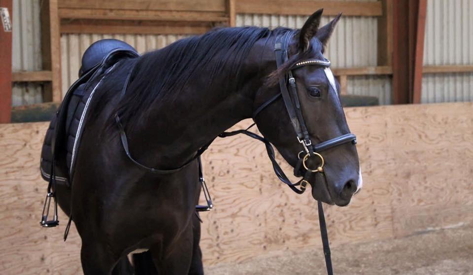 Oldenborg Gogain Hedegaard billede 4