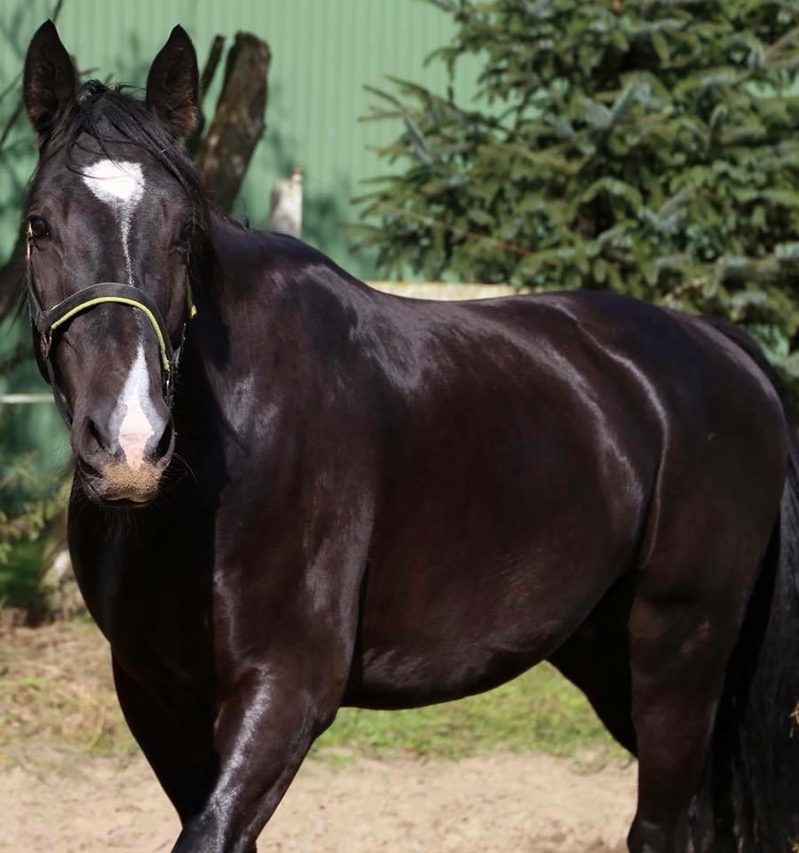 Oldenborg Gogain Hedegaard billede 3