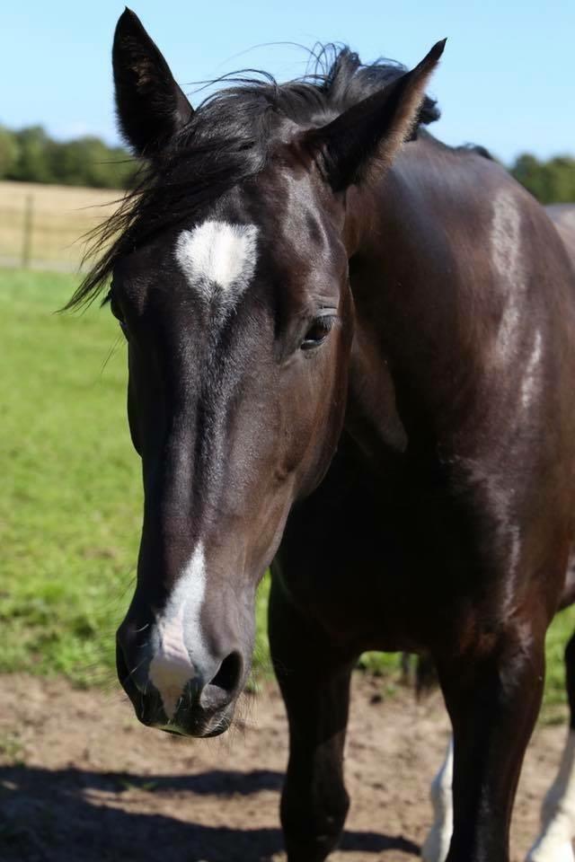 Oldenborg Gogain Hedegaard billede 6