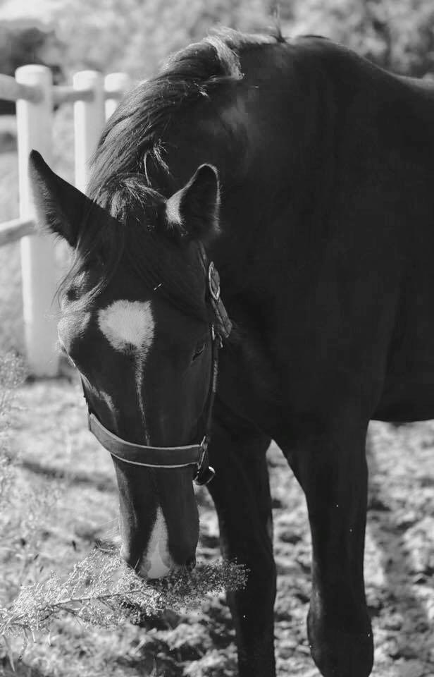 Oldenborg Gogain Hedegaard billede 5