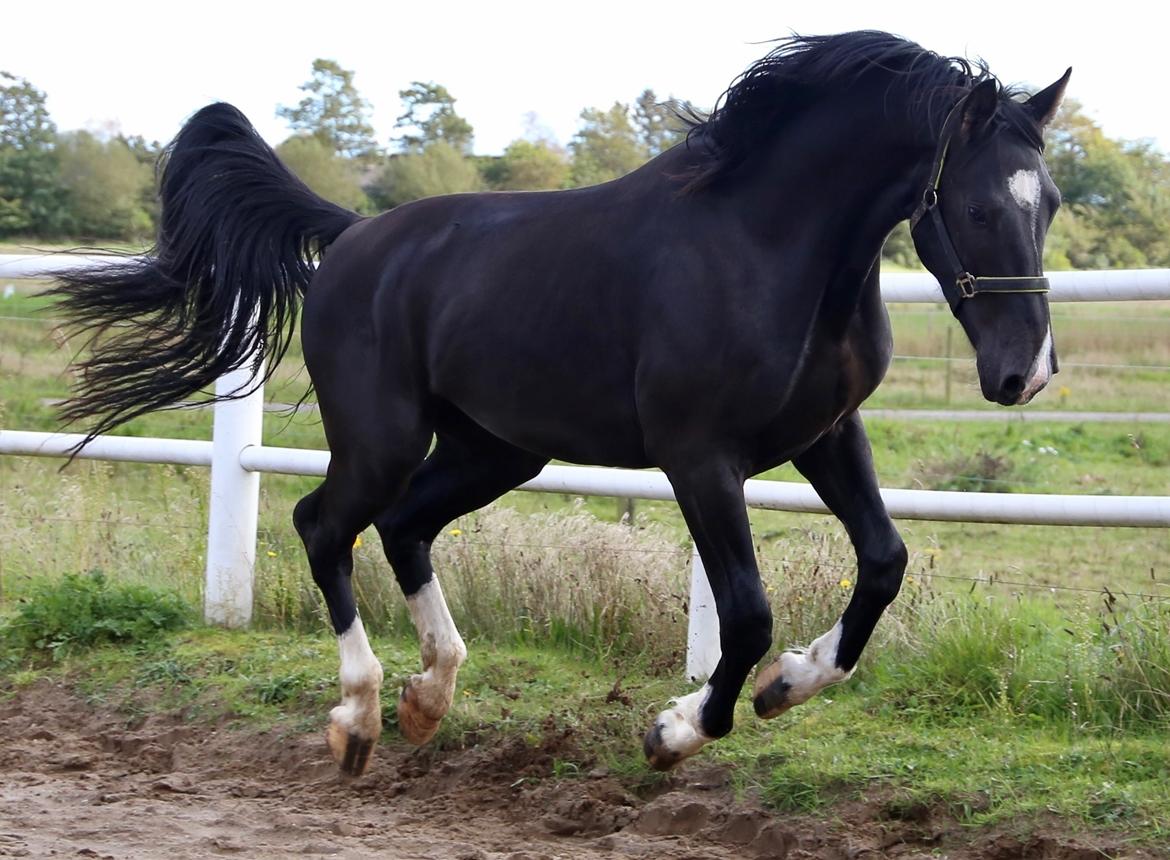Oldenborg Gogain Hedegaard billede 2