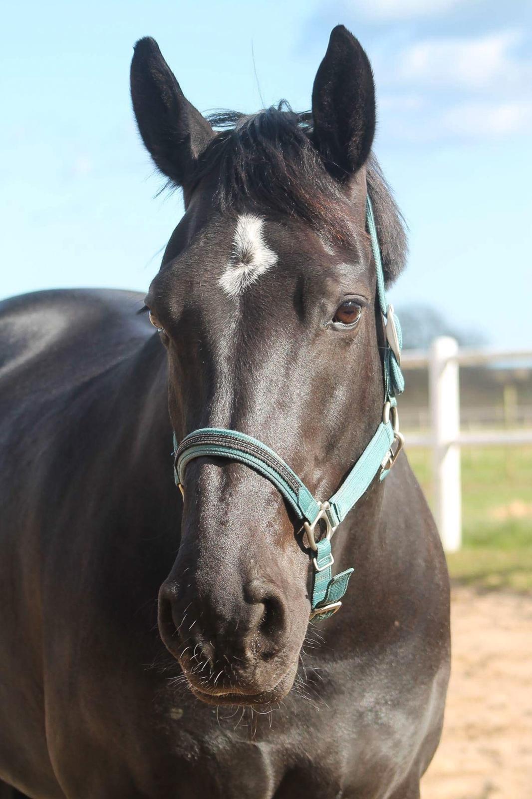 Oldenborg Reve De Bébé // Star billede 1