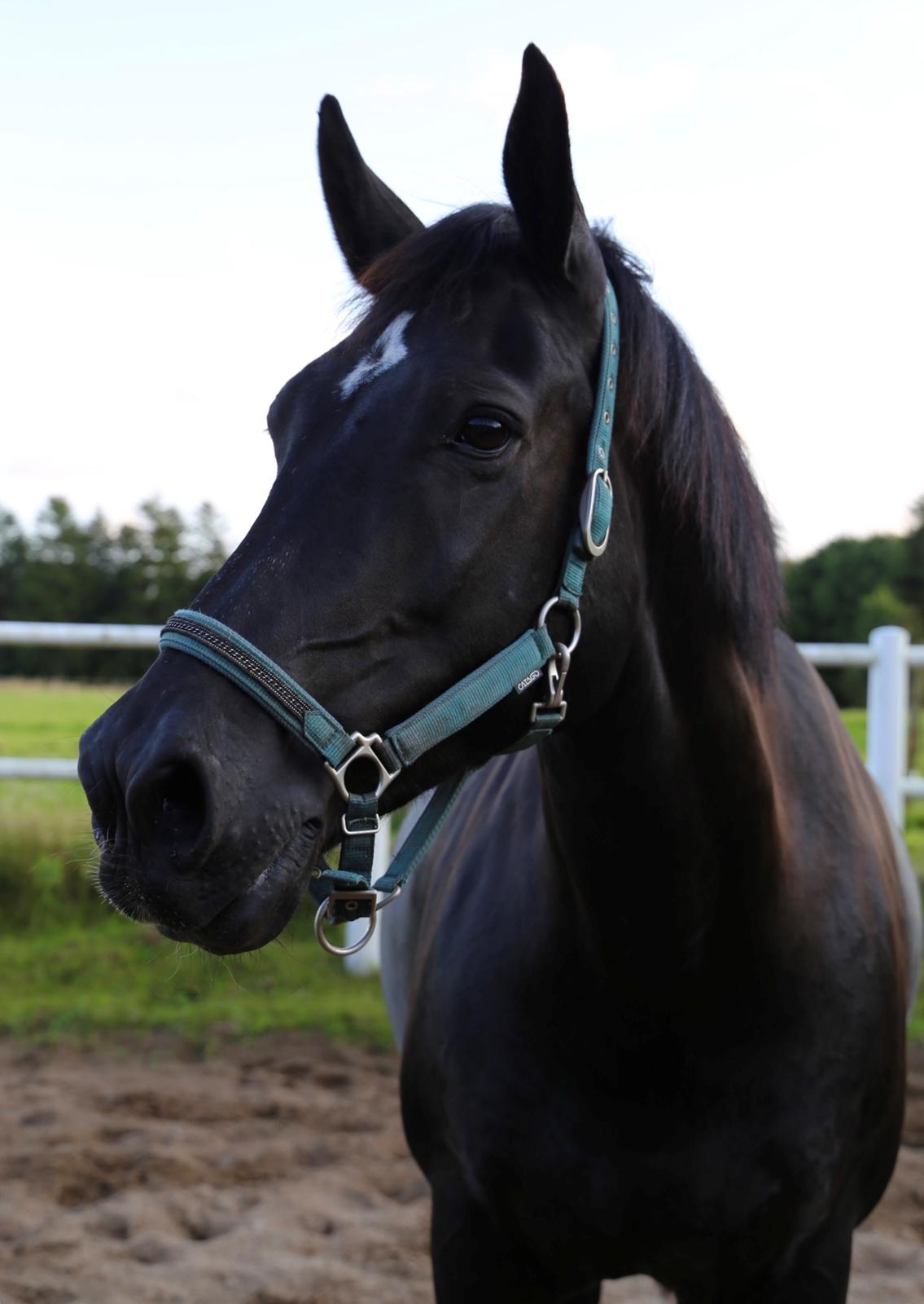 Oldenborg Reve De Bébé // Star billede 2