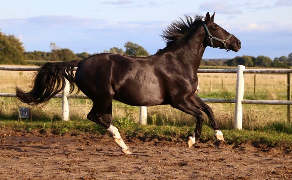 Oldenborg Reve De Bébé // Star billede 3