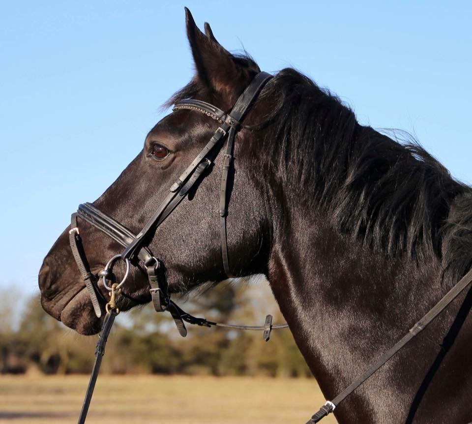 Oldenborg Reve De Bébé // Star billede 5