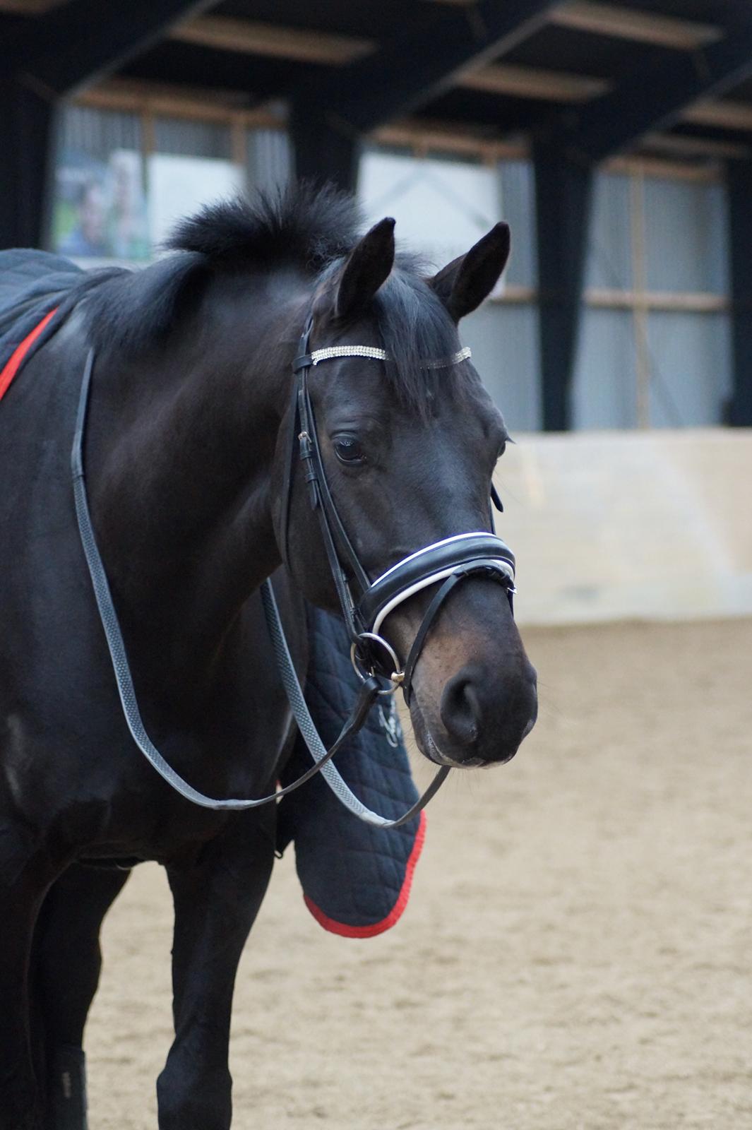 Dansk Varmblod Diega gold s.g. billede 4