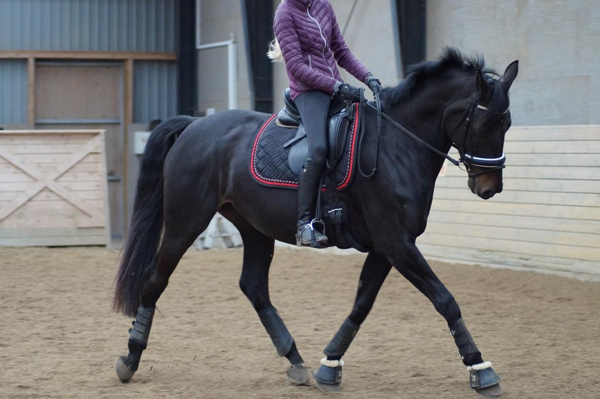 Dansk Varmblod Diega gold s.g. - Dressurtræning / 28-03-2018 billede 16