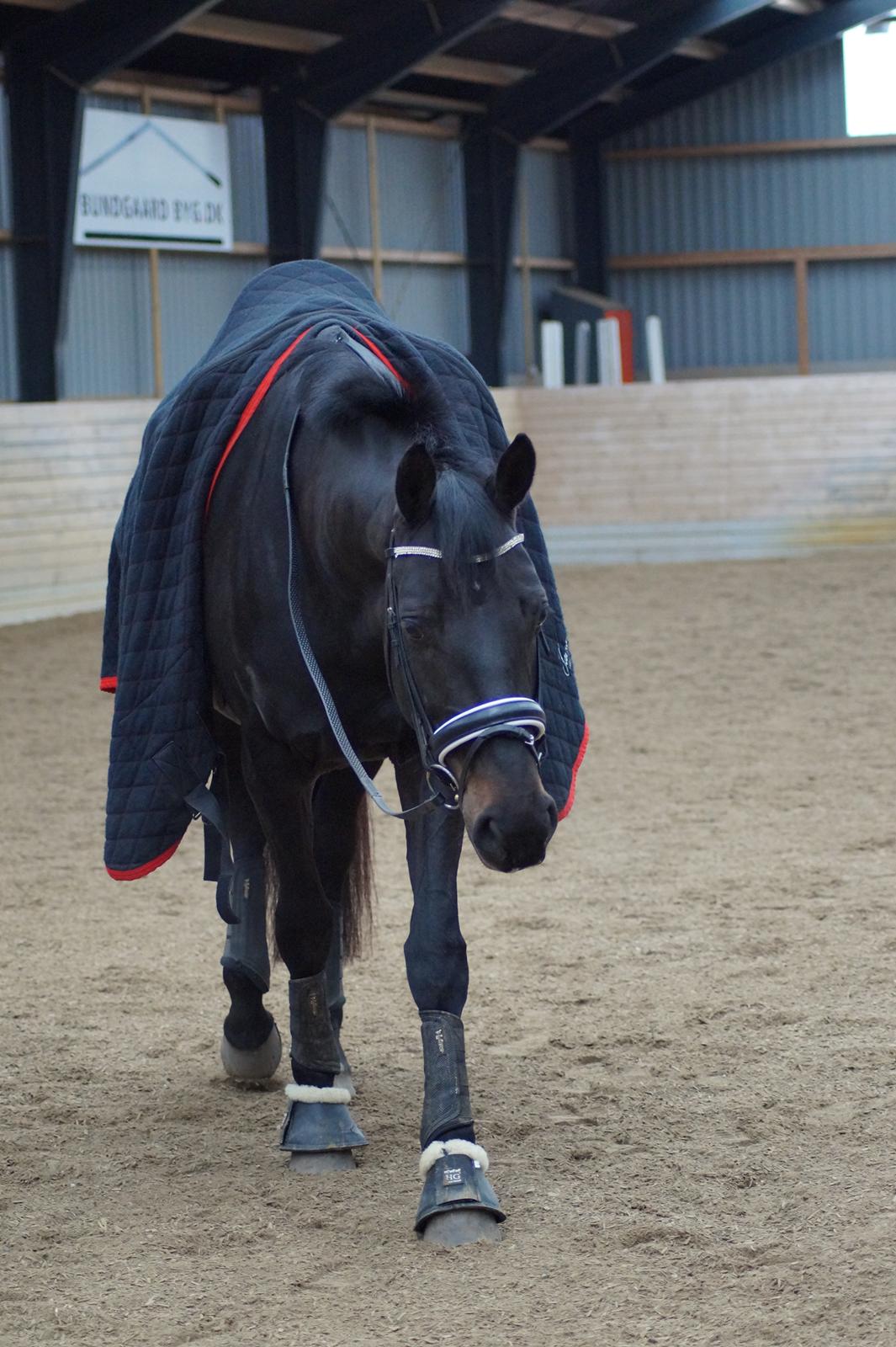 Dansk Varmblod Diega gold s.g. billede 17