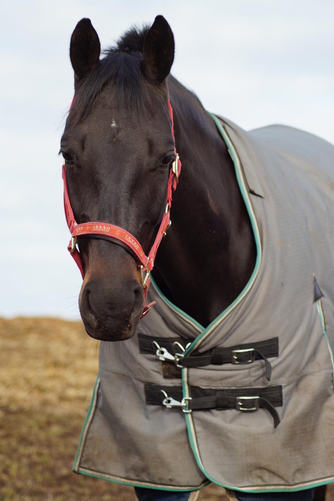 Dansk Varmblod Diega gold s.g. billede 15