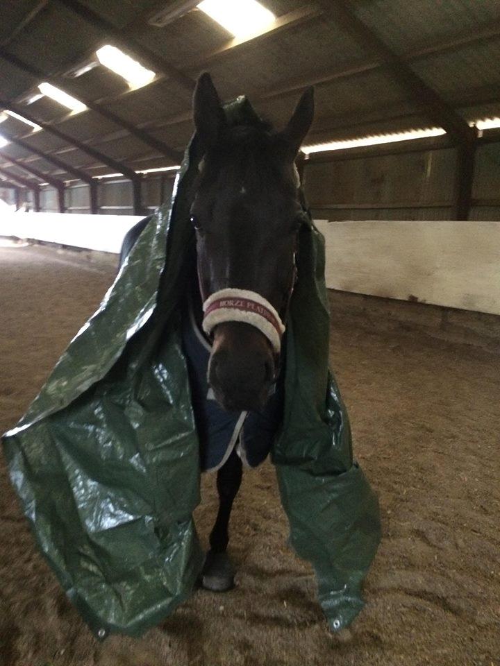 Dansk Varmblod Diega gold s.g. - Miljøtræning :D billede 14