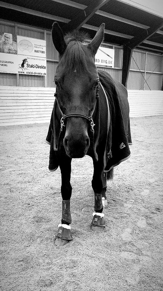 Dansk Varmblod Diega gold s.g. billede 11