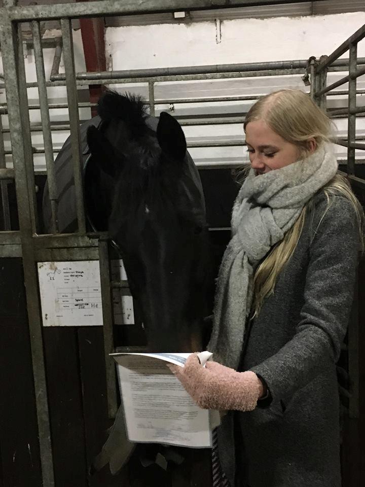 Dansk Varmblod Diega gold s.g. - Da hun gik igennem handelsundersøgelsen / 11-01-2018 billede 5