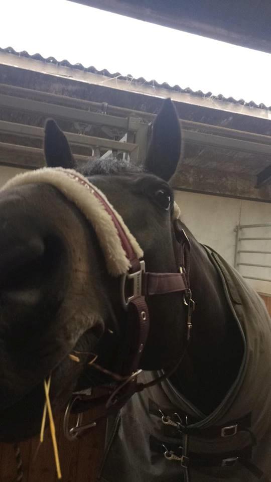 Dansk Varmblod Diega gold s.g. - Har du mere mad? :)) billede 13