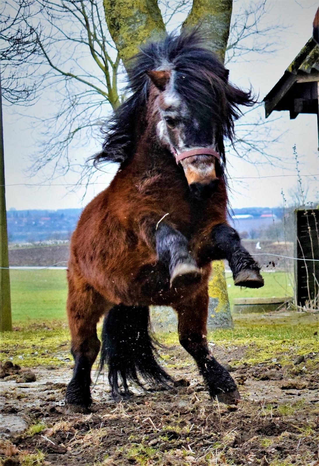 Anden særlig race Klaus *pony* billede 1