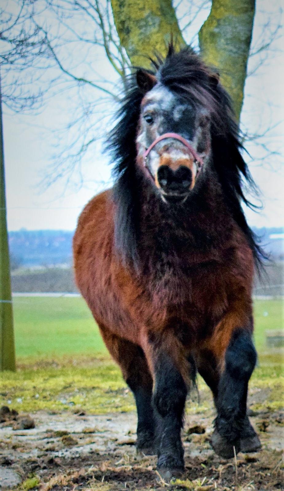 Anden særlig race Klaus *pony* billede 4