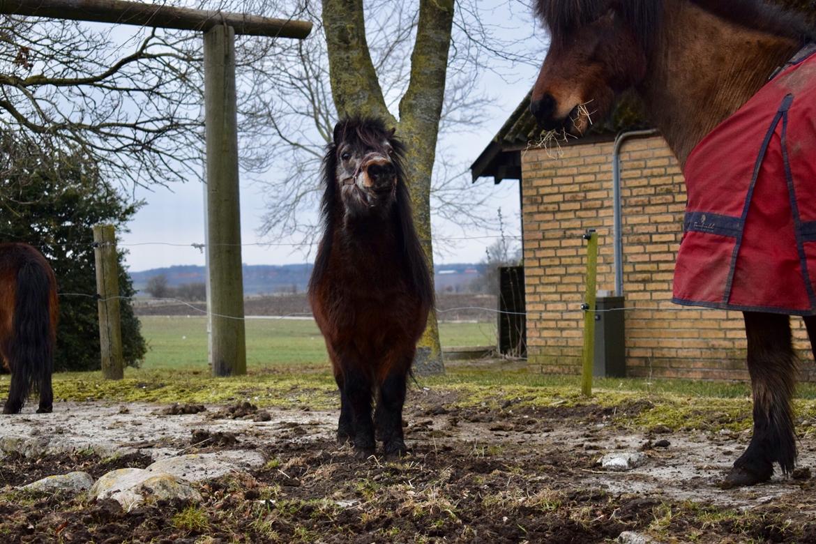 Anden særlig race Klaus *pony* billede 3