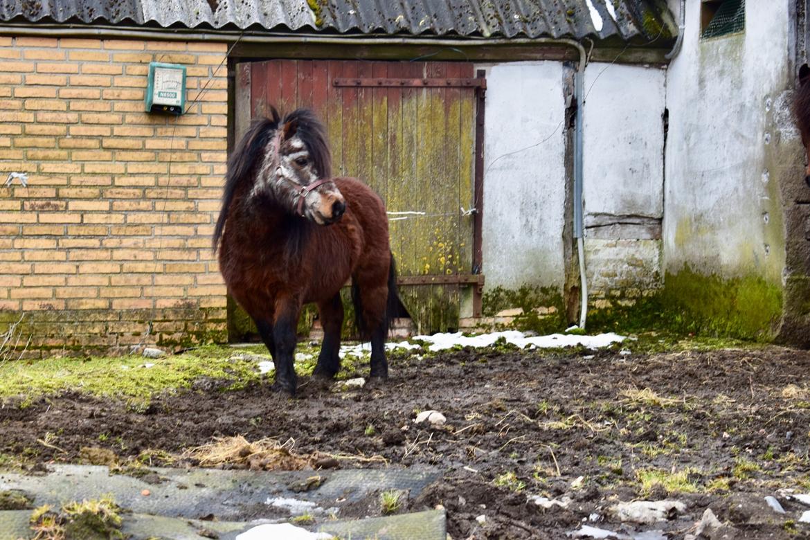 Anden særlig race Klaus *pony* billede 2