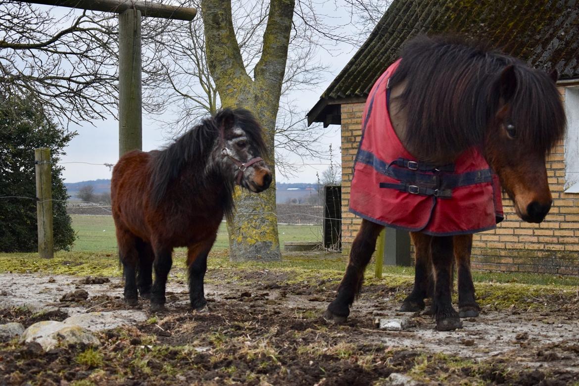 Anden særlig race Klaus *pony* billede 5