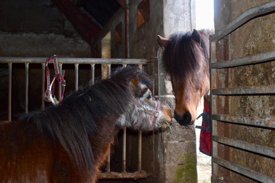 Anden særlig race Klaus *pony* billede 9