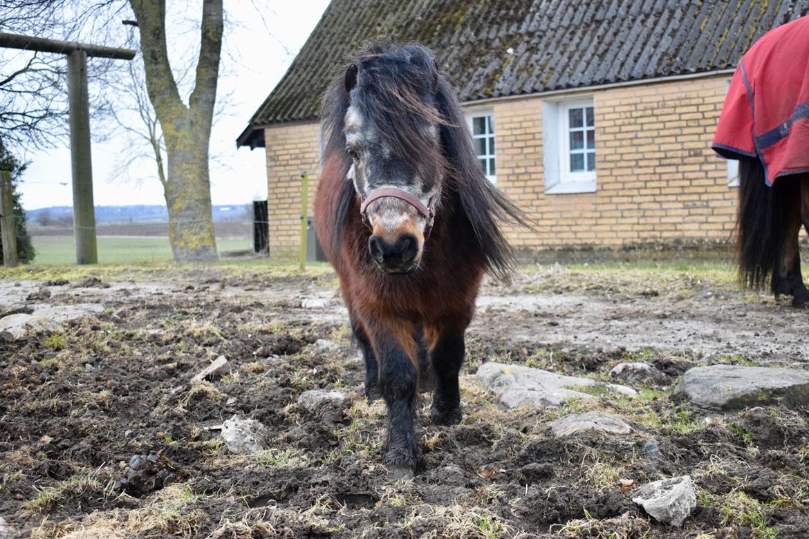Anden særlig race Klaus *pony* billede 6