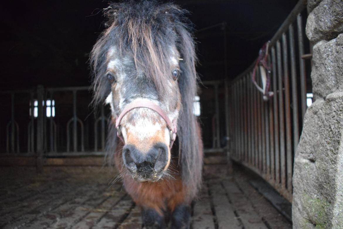 Anden særlig race Klaus *pony* billede 8