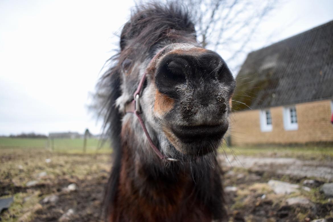 Anden særlig race Klaus *pony* billede 7