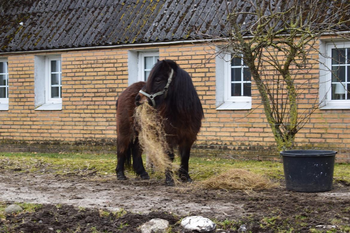 Anden særlig race Andrea billede 6