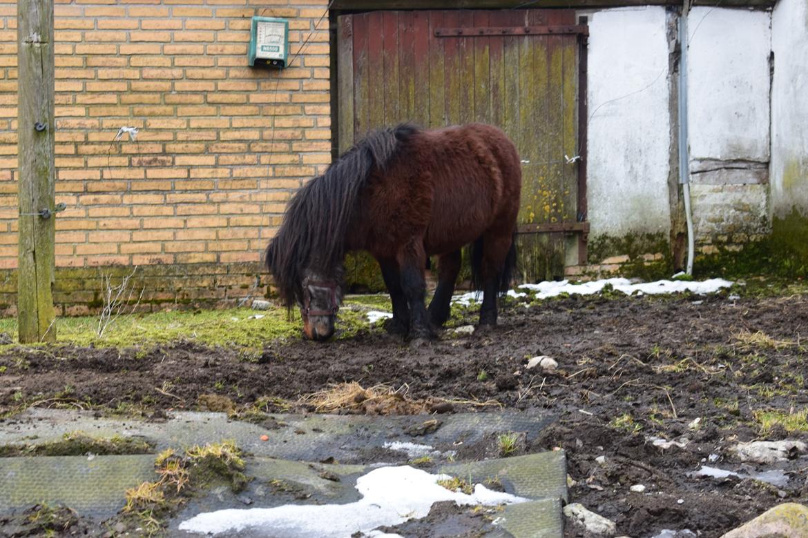 Anden særlig race Andrea billede 7