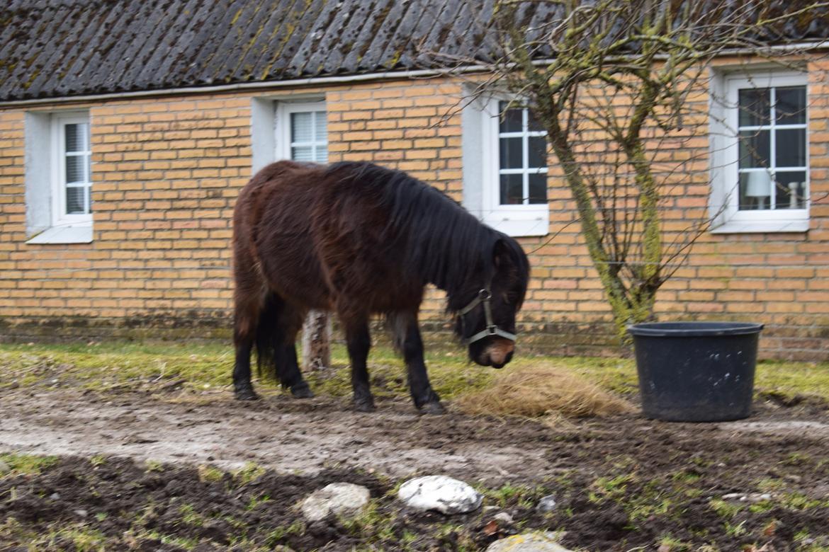 Anden særlig race Andrea billede 8