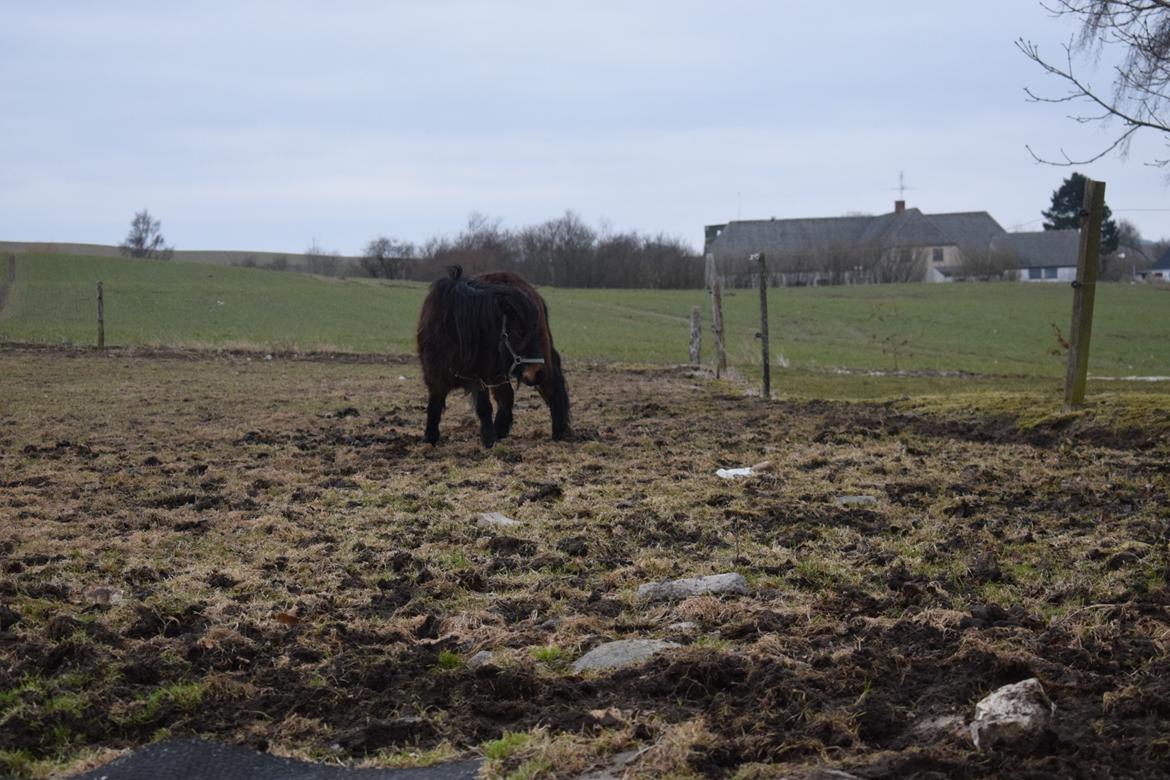 Anden særlig race Andrea billede 11