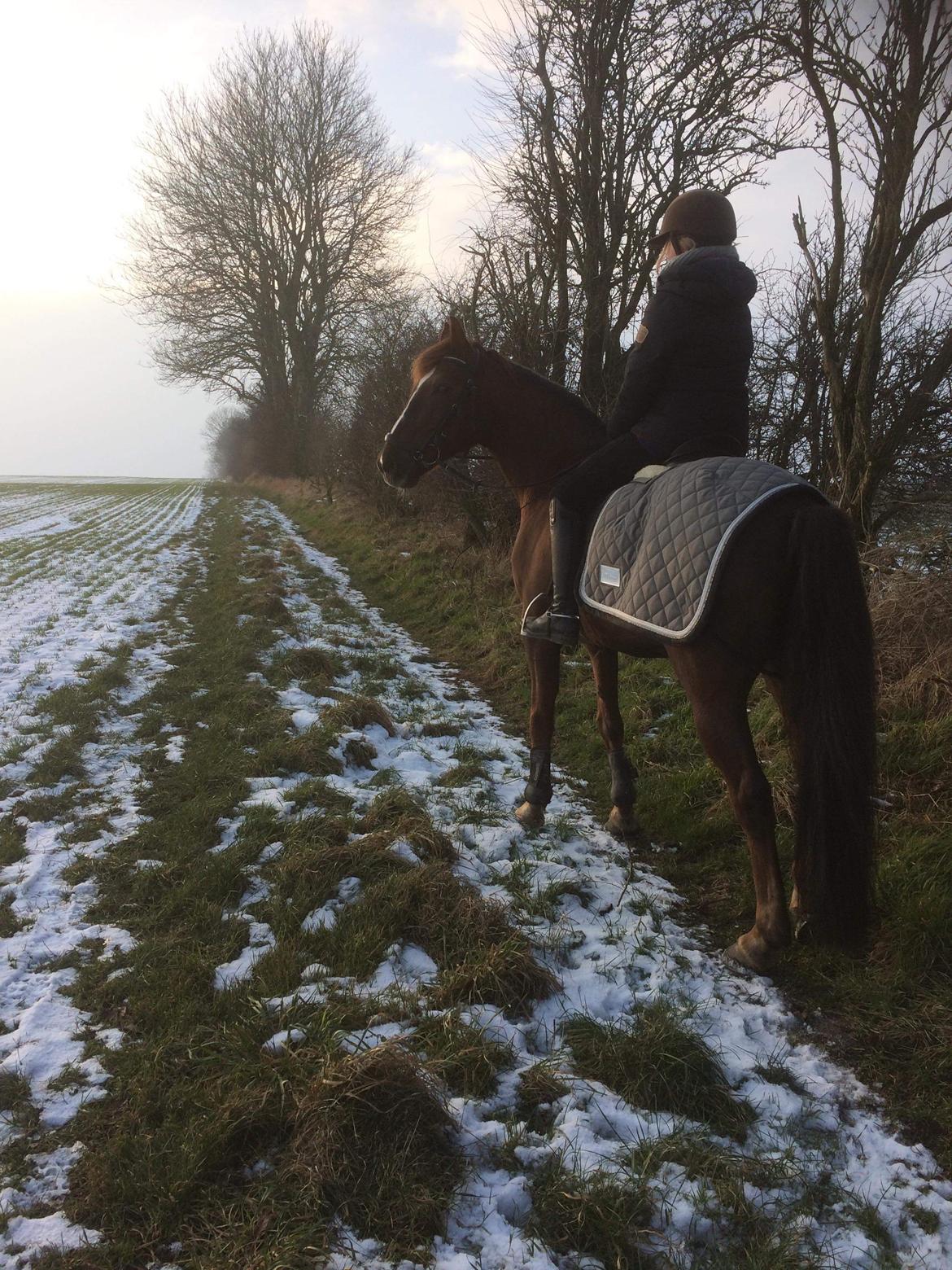 Anden særlig race Siegård's Achilleus billede 9