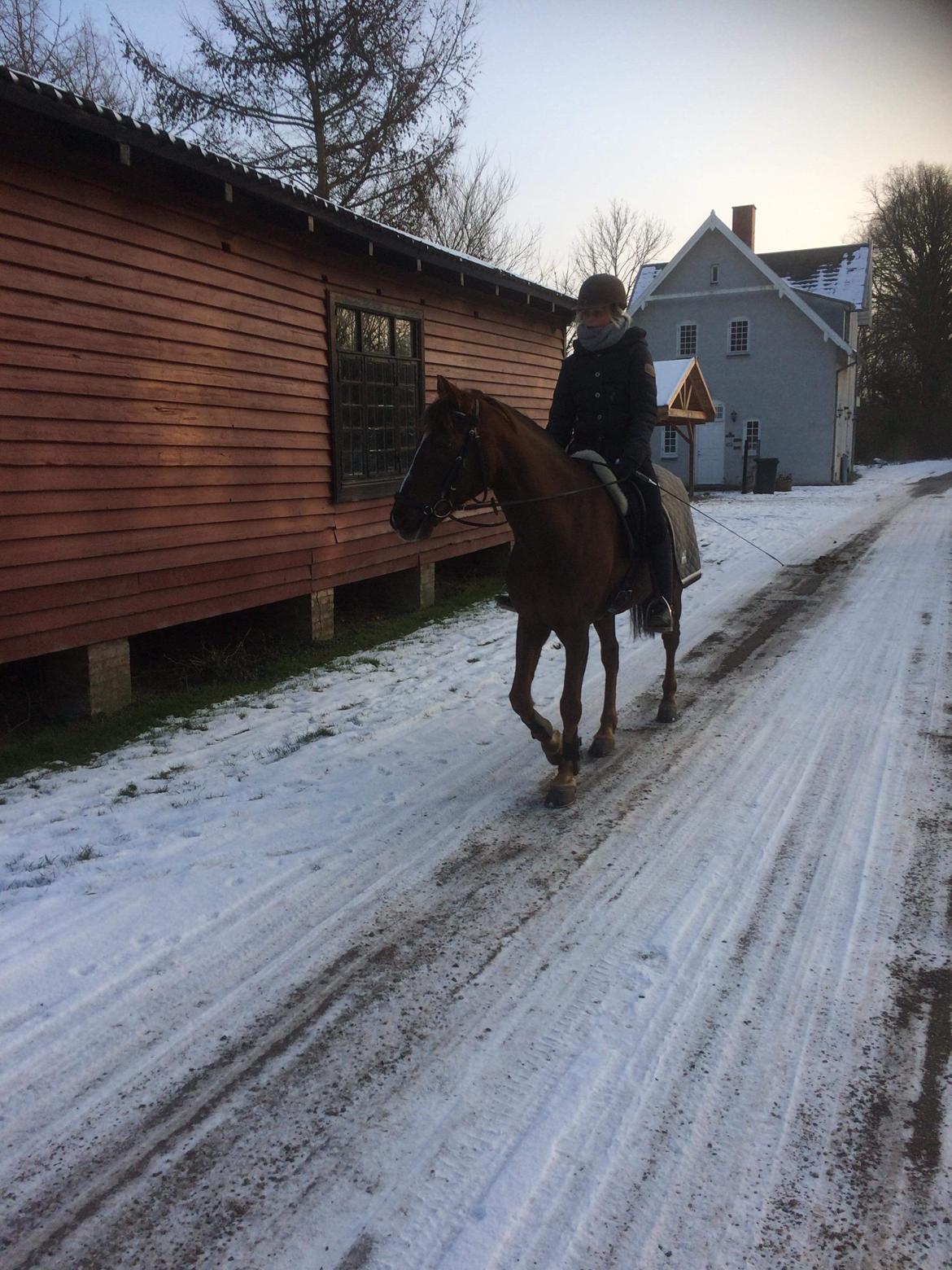 Anden særlig race Siegård's Achilleus billede 12