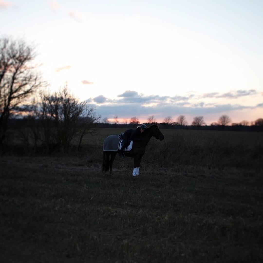 Anden særlig race Siegård's Achilleus billede 6