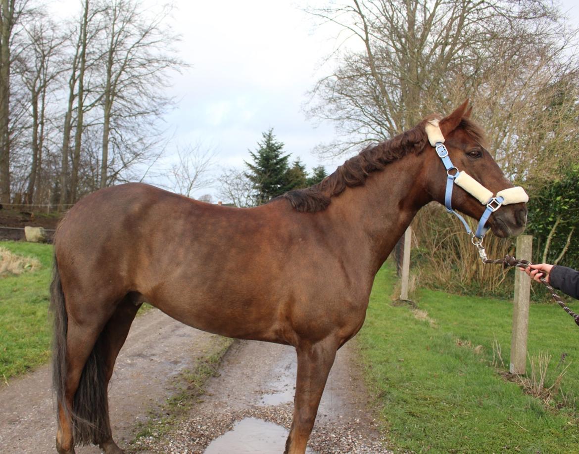Anden særlig race Siegård's Achilleus billede 3