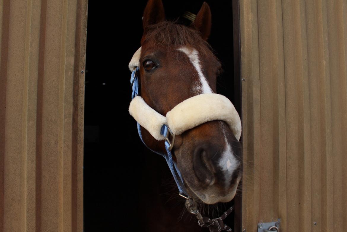 Anden særlig race Siegård's Achilleus - Titte bøh :D billede 8