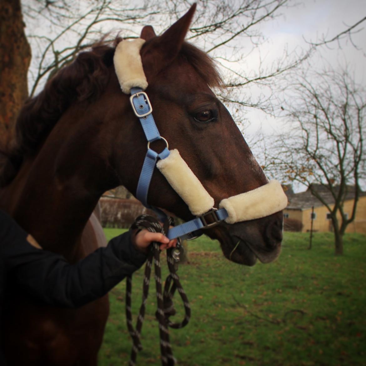 Anden særlig race Siegård's Achilleus - Tak fordi i så med<3 billede 16