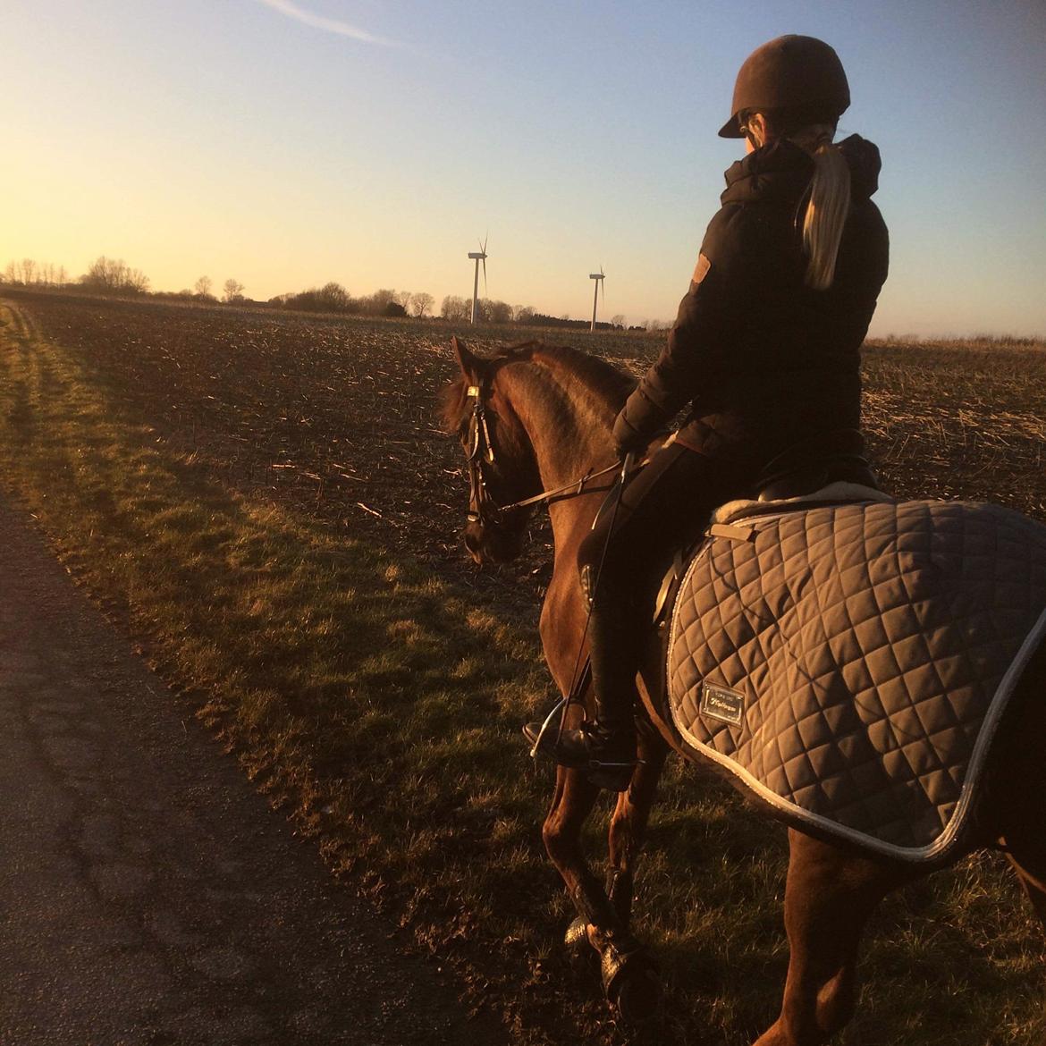 Anden særlig race Siegård's Achilleus billede 7