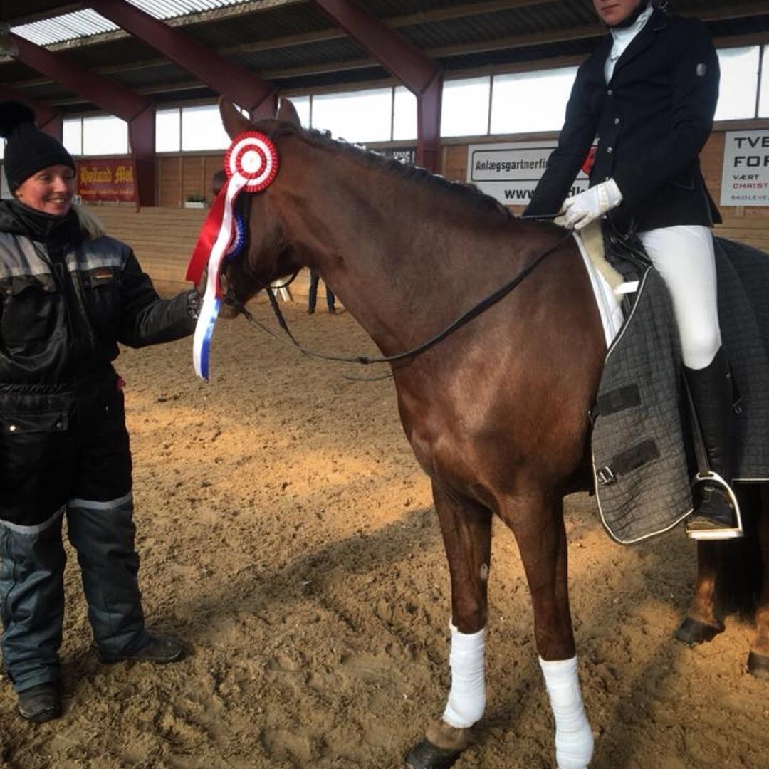 Anden særlig race Siegård's Achilleus - Stævne på Hovgaard rideklub, med 1. og 2. plads billede 4