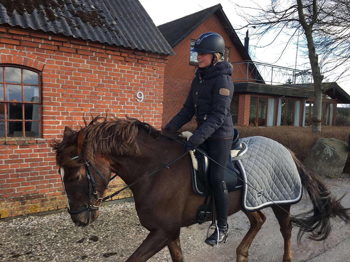 Anden særlig race Siegård's Achilleus - Blæsende tur ;) billede 2